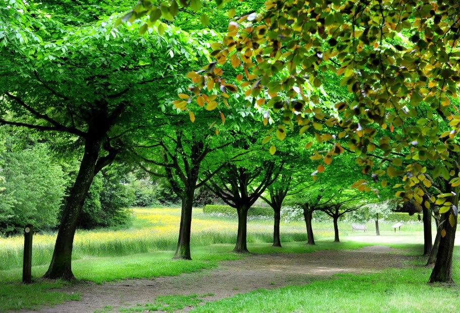 National Trust - Whipsnade Tree Cathedral, United Kingdom